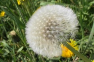 蒲公英白色花絮图片