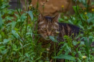 草丛里一只虎斑猫图片