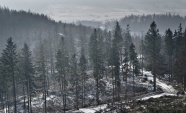 冬季森林稀疏树木景观图片