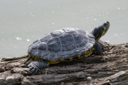 一只野生草龟图片