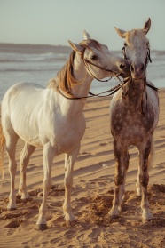 沙滩上的两匹骏马图片