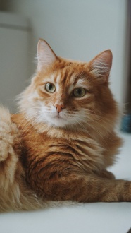 一只可爱的棕色猫图片