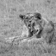 非洲母狮子和小狮子图片