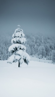 冬季雪地雪松树林图片