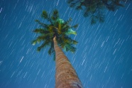 椰子树和流星雨图片