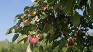 苹果树上成熟的苹果图片