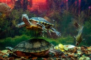 水族馆海龟观赏图片