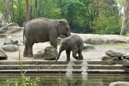 湖边大象小象图片