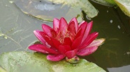 池塘红色睡莲花花朵图片