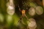 金色蜘蛛知网图片