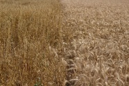 麦田黄色小麦成熟图片