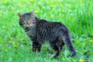 草地上家养虎斑猫图片