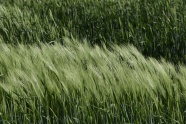 原野绿色小麦图片