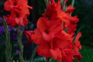 红色剑兰花花朵图片