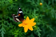 蝴蝶授花粉摄影图片