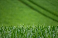 绿色草地桌面壁纸图片