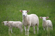 草地上白色羔羊群图片