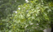 雨后绿色枫树叶图片