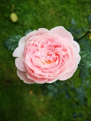 一朵粉红色玫瑰花图片
