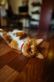 小猫咪在地板上撒娇图片