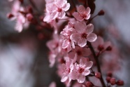 粉红色的樱花特写图片