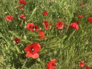 田野里的红罂粟花图片