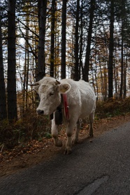 路上行走的白色牛图片