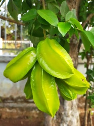 长在树上的杨桃图片