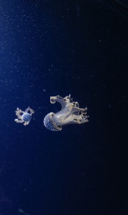 唯美蓝色深海生物图片