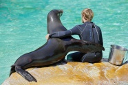 海洋馆海狮训练员图片