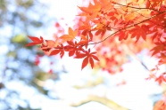 初秋红色枫叶图片