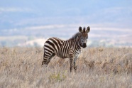 非洲大草原野生小斑马图片