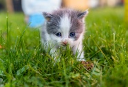雨后草地软萌可爱小猫图片