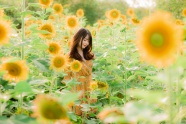 向日葵花海美女照片