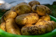 土豆蔬菜丰收图片