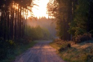 清晨朦胧森林山路风景图片