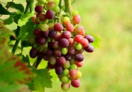 成熟葡萄串水果图片