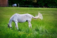 围场白色马匹吃草图片