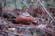 森林地面野生毒蘑菇图片