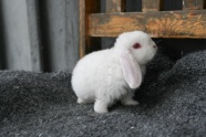 白色可爱宠物兔图片