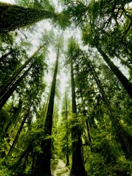 绿色高大树木低角度摄影图片