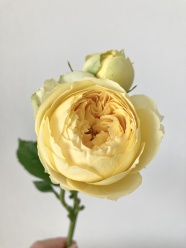 一枝黄色玫瑰花图片