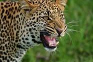 凶猛野生非洲豹图片