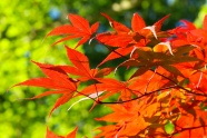 金秋十月红色枫叶图片