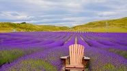 紫色薰衣草花海风景图片