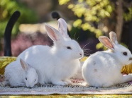 小白兔三口之家图片