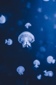 蓝色深邃海底世界水母图片