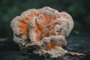 褐腐菌蘑菇图片