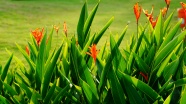 绿色草地蝎尾蕉图片
