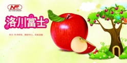 洛川富士PSD苹果宣传海报